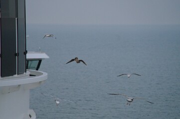 seagull over sea and blue sky