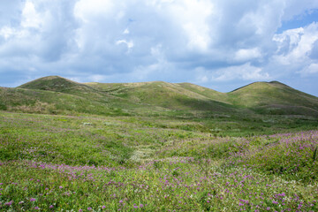 a green hill with purple flowers on it and a sky with clouds