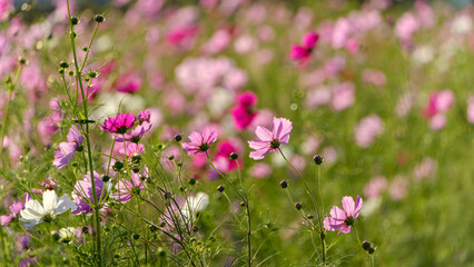 Blooming Cosmos Flowers in a Sunlit Field