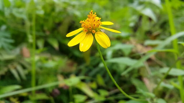 Melanthera biflora also known as sea daisy, beach daisy and sea ox-eye, is a species of flowering plant in the family Asteraceae.