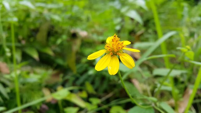 Beautiful Wedelia biflora flower. 4k footage taken in the forest at night. Yellow flowers focus on foreground.