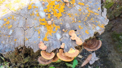 Orange lichen on an old wooden log