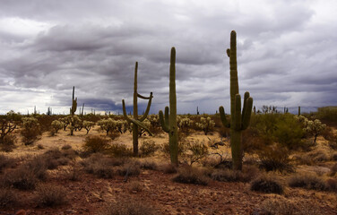 Central Sonora Desert Arizona