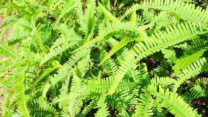 Close-up photo of green fern leaves