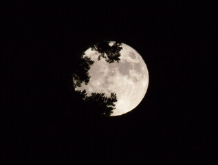 Full moon with tree shadows photographed with a telephoto lens