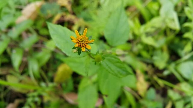 Wollastonia biflora plant (wedelia prostrata). Perfect for documentaries on tropical rainforests and World Environment Day on June 5.

