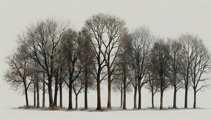 Fototapeta premium winter trees stand in a row on a white background