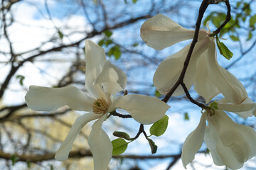 Branches of a flowering magnolia salicifolia against the background of the blue sky, soft focus © Yevhenii Khil