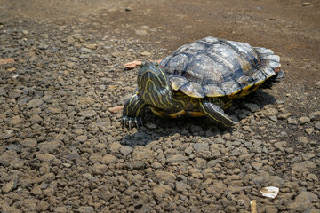 Turtle. Animal reptile. Tropical climate fauna, Baby turtles