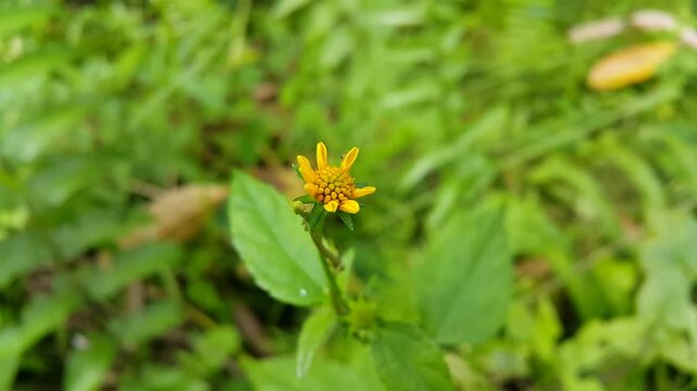 Beautiful Wedelia biflora flower. 4k footage taken in the mountain. yellow flower on green grass.