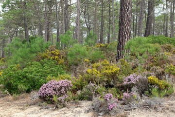 Vibrant forest with blooming heather and gorse