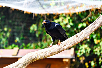 Fototapeta premium Image of a Red-billed Chough bird (scientific name Pyrrhocorax pyrrhocorax), in captivity in a wildlife centre, from the Corvidae family.
