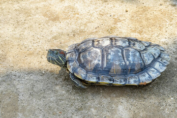 Turtle. Animal reptile. Tropical climate fauna, Baby turtles