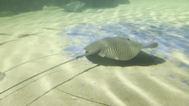 A Group of Leopard whipray (Himantura leoparda) or Himantura gracefully swimming unde blue sea water.