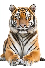 Fototapeta premium Close-up of a majestic tiger with striking eyes. Can be used as a mascot or for wildlife purposes.
