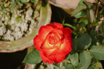Red rose shining like fire using sunlight flare 
