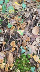 fallen autumn leaves chanterelle