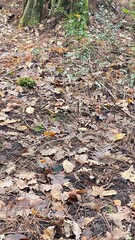 autumn leaves on the ground