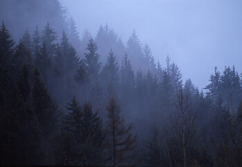 Mountain forest of green and gray larches and firs photographed in the fog with a 300mm telephoto lens that create color contrasts on the same plane