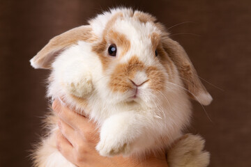 The owner picked up the pet rabbit in his arms