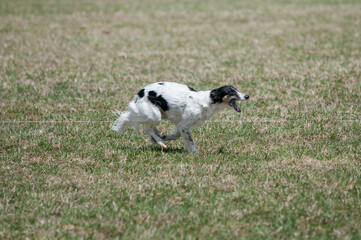 black and white dog running