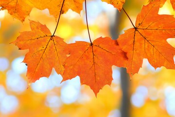 Colorful autumn leaves scattered on ground, vibrant reds, yellows, oranges.