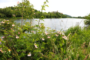 Róże nad rzeką © Ireneusz