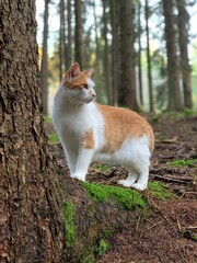 portrait of orange cat in the forest 