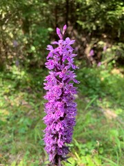 Obraz premium robust marsh pink purple orchid