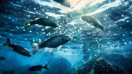 Fototapeta premium Underwater view of fish swimming in clear blue water