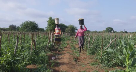 Two black african female subsistence farmers walking with buckets full of tomatoes on their heads on a small scale vegetable farm
