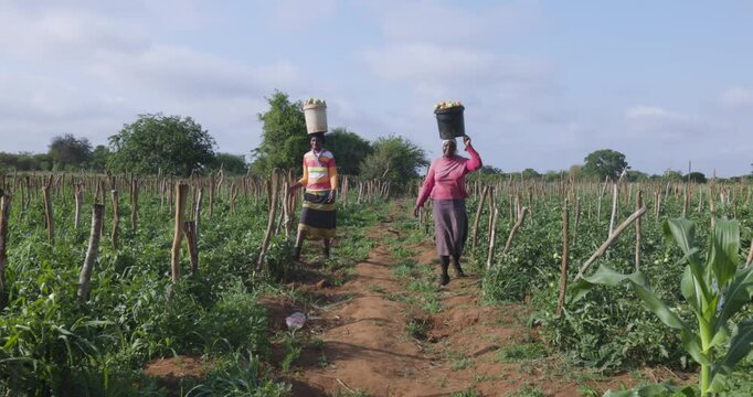 Two black african female subsistence farmers walking with buckets full of tomatoes on their heads on a small scale vegetable farm