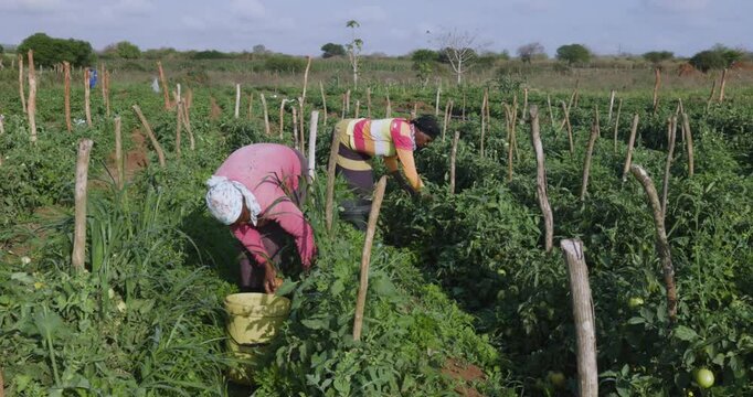 Two black african female subsistence farmers picking tomatoes on a small scale vegetable farm