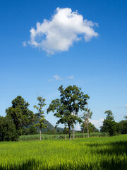 Obraz premium landscape grass of rice with cloud and blue sky