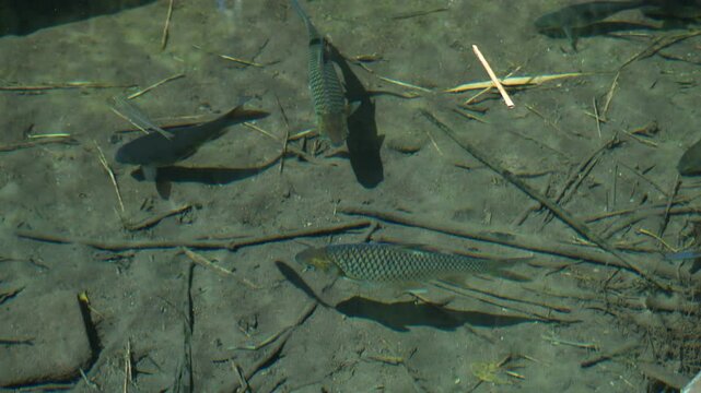 Barbonymus gonionotus fish in a shallow, clear river in a close-up video shot