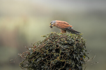 Falco tinnunculus - Common kestrel - Faucon crécerelle - Hedera helix - Common ivy - Lierre grimpant
