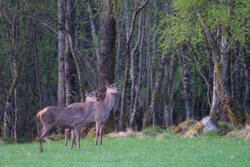 Red deer (Cervus elaphus) in the forest