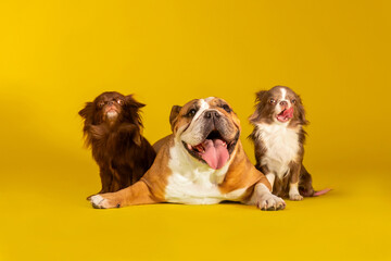 Three Dogs Portrait. English Bulldog and Two Chihuahua Dogs on Yellow Background