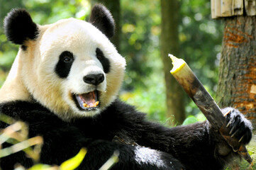 Obraz premium Giant panda photographed in the Wolong National Nature Reserve greedily eating bamboo