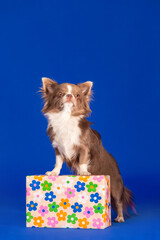 Chihuahua Dog Sitting on Gift Box Against Blue Background