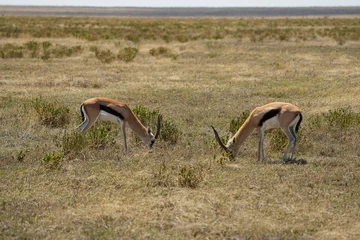 Fototapeten grand gazelles grazing in the serengeti tanzania © Soaps