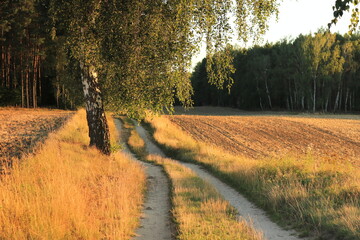 Letnia droga © Ireneusz