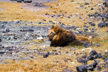 Naklejka premium male lion portrait, lying in the Ngorongoro crater in Tanzania with stones around him