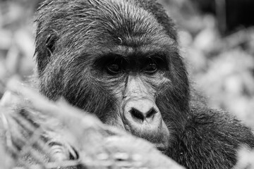 greyscale - grayscale - black and white portrait of a silverback gorilla close face portrait in Bwindi impenetrable forest Uganda - gorilla tracking hike