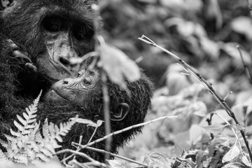 greyscale - grayscale - black and white black and white close up of gorillas in bwindi impenetrable...