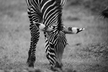 greyscale - grayscale - black and white portrait of a zebra in the serengeti Tanzania, Zebra grazing