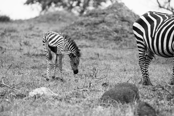 greyscale - grayscale - black and white portrait of a zebra in Uganda scratching his but
