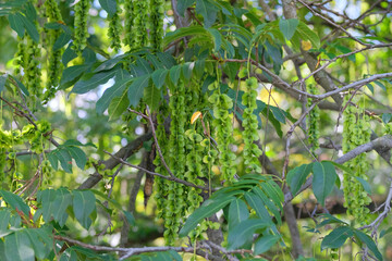 Pterocarya fraxinifolia in park in summer. Species of tree in Juglandaceae family. Green leaves in garden.