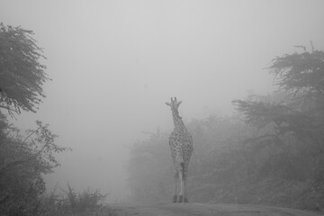 greyscale - grayscale - black and white Ugandan Giraffe (uganda) walking in the mist on a morning safari lake mburo