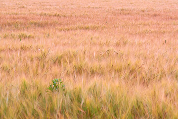 Plants, wheat and farm with growth outdoor of grain harvest, agriculture field and crop production. Countryside, nature and rice farming with organic valley, sustainable environment and food process
